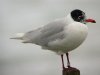 Mediterranean Gull at Southend Pier (Steve Arlow) (50470 bytes)